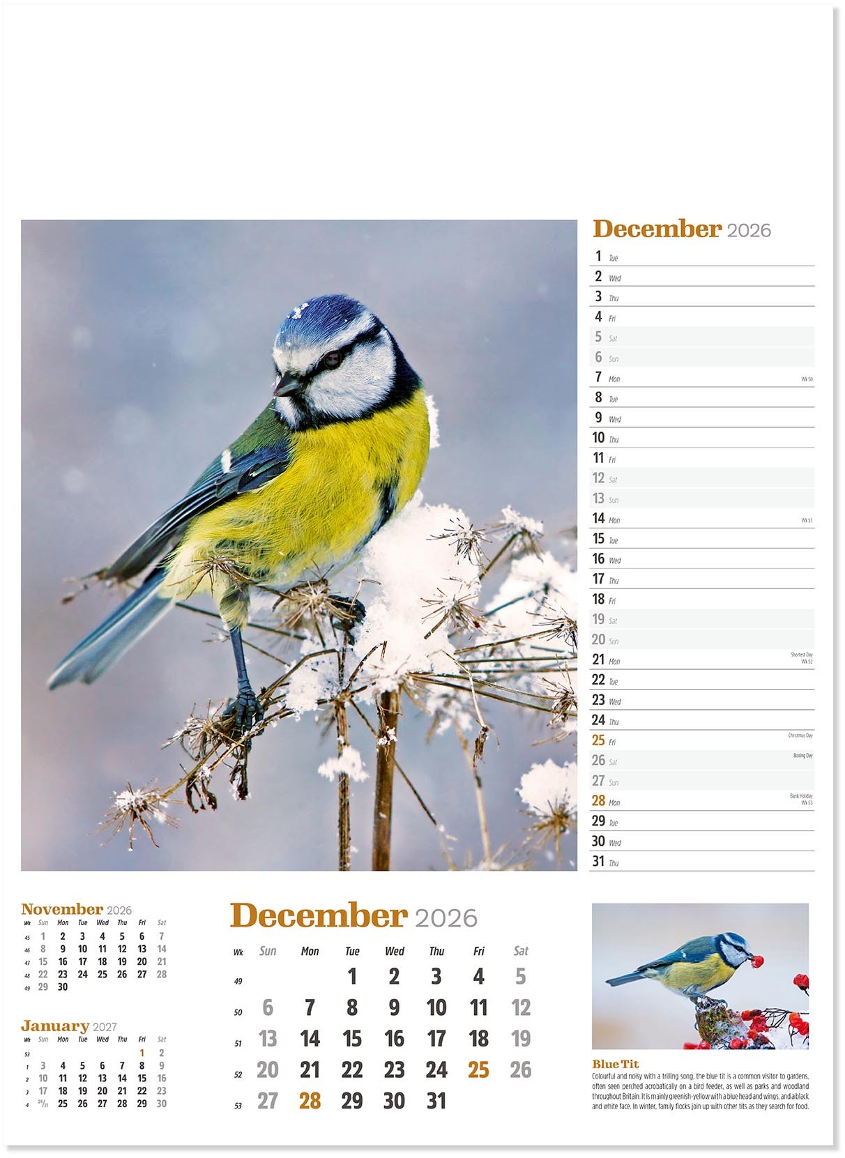Wildlife in Britain Wall Calendar
