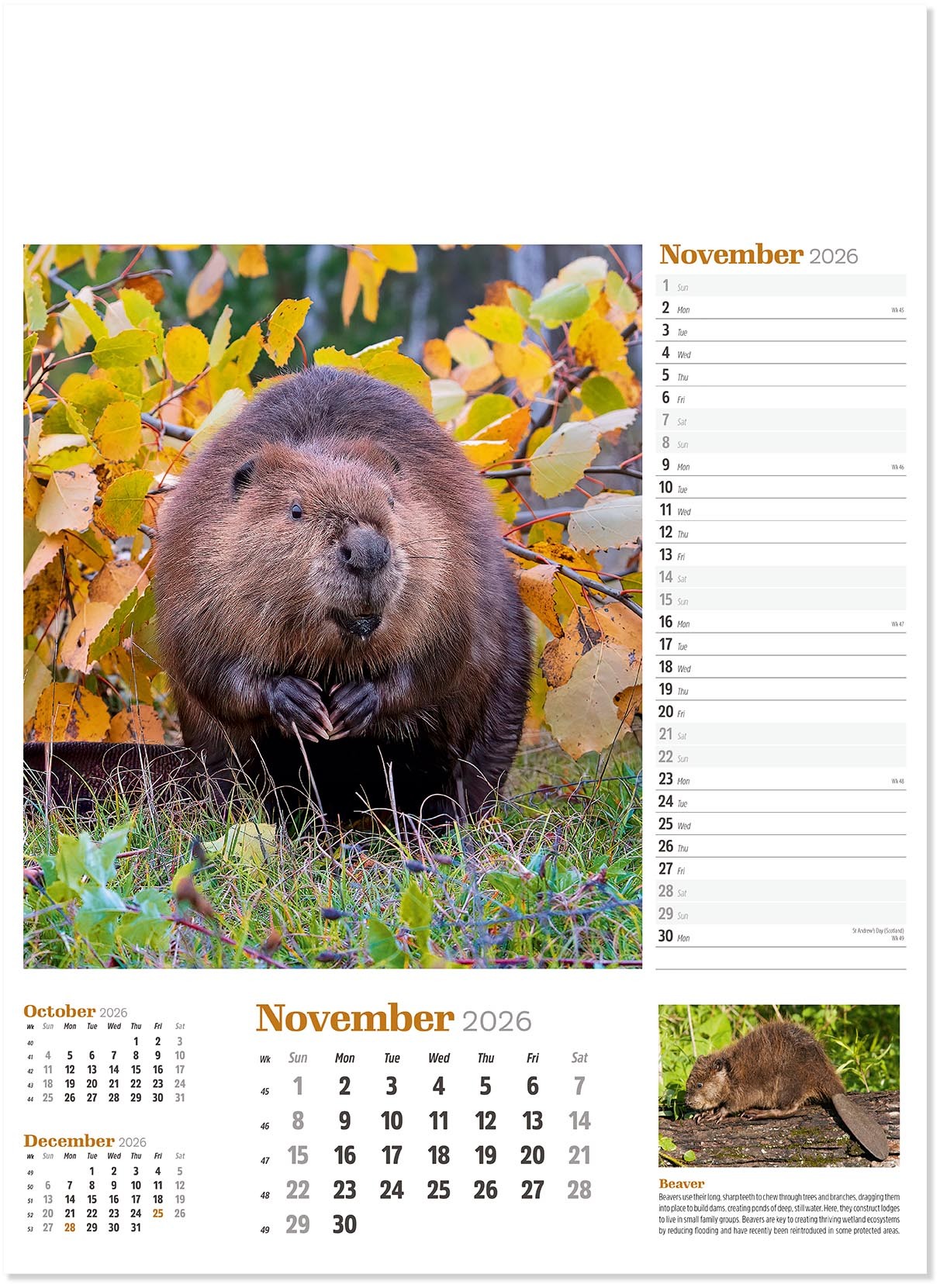 Wildlife in Britain Wall Calendar