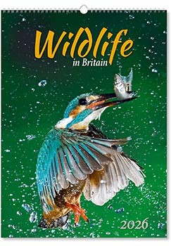 Wildlife in Britain Wall Calendar